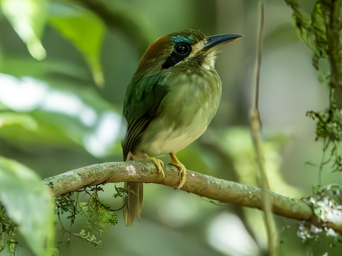 Küçük Motmot - ML617836577