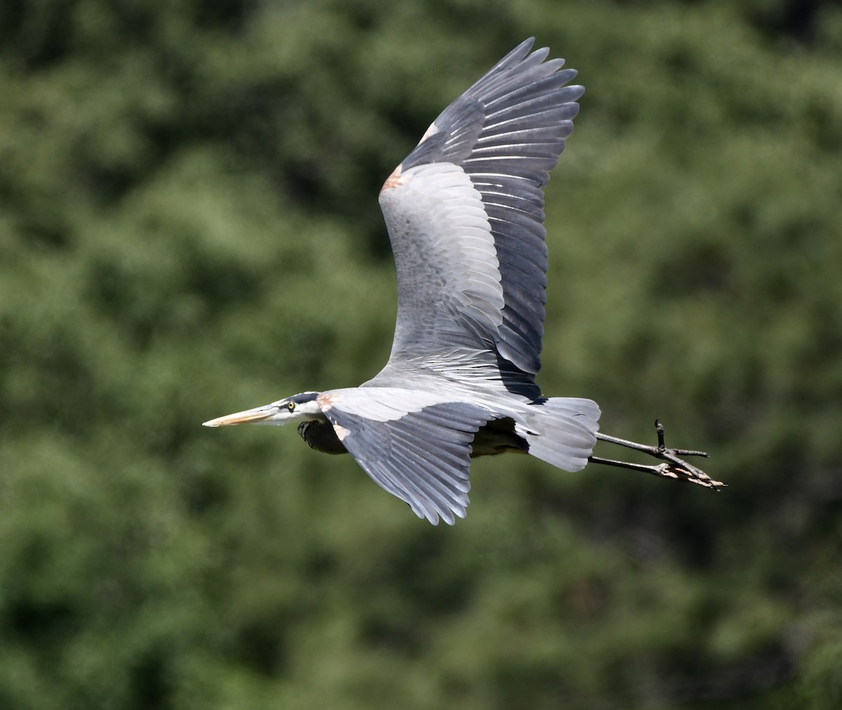 Great Blue Heron - ML617836612