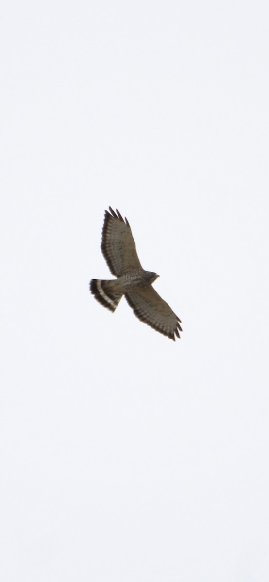 Broad-winged Hawk - Ryan Giordanelli