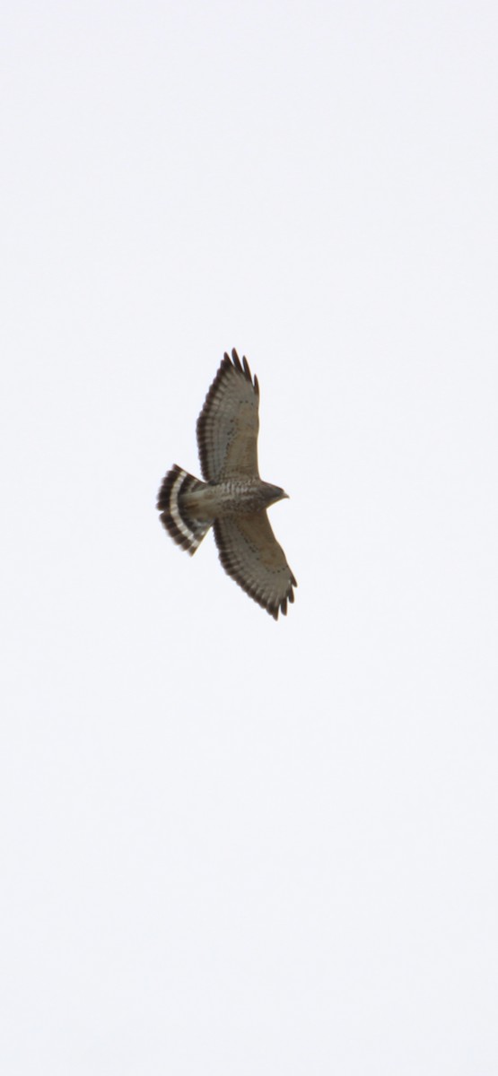 Broad-winged Hawk - Ryan Giordanelli