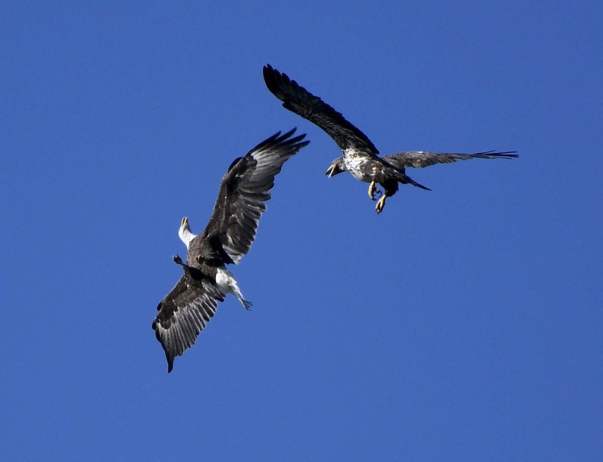 Weißkopf-Seeadler - ML617836629