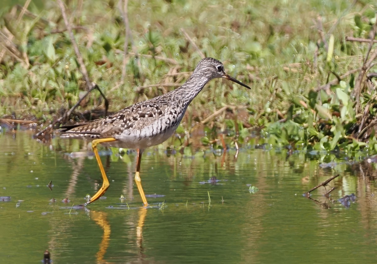 Greater Yellowlegs - ML617836644