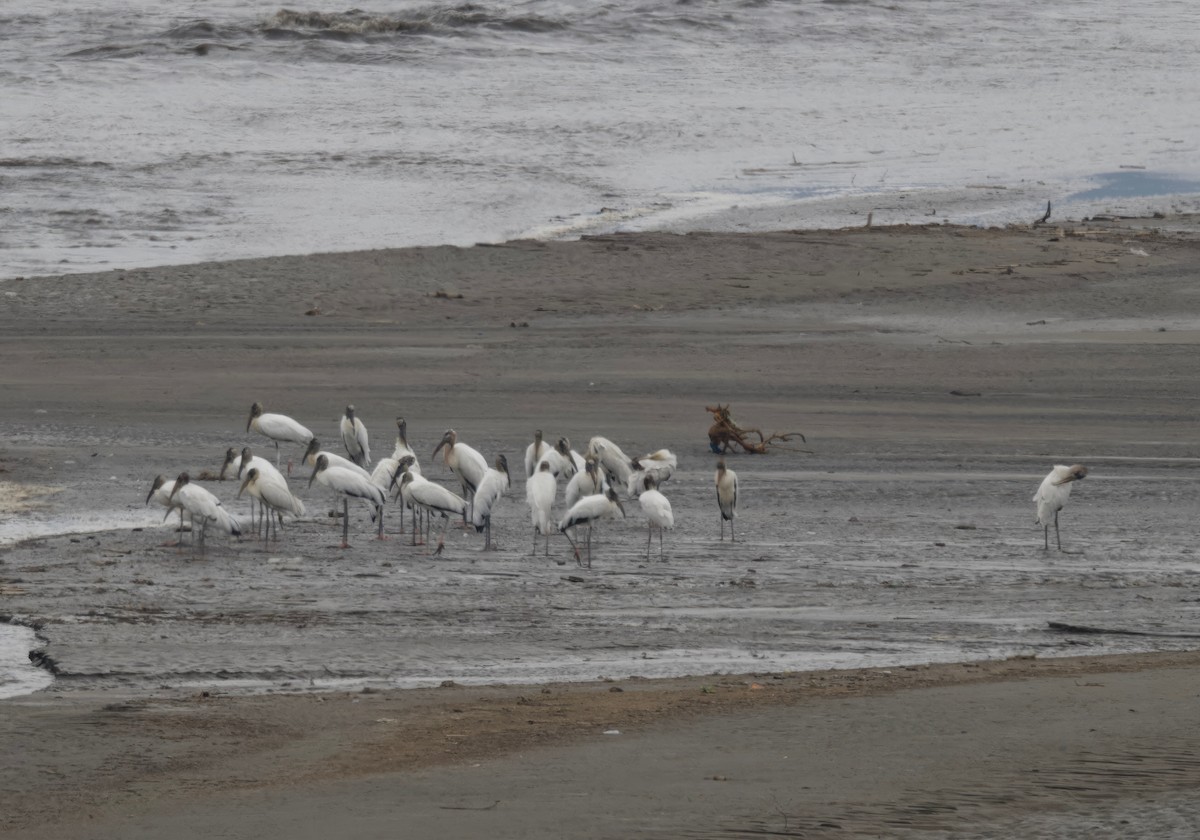 Wood Stork - ML617836646