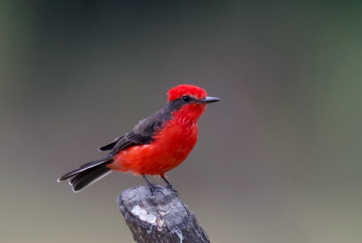 Vermilion Flycatcher - ML617836657