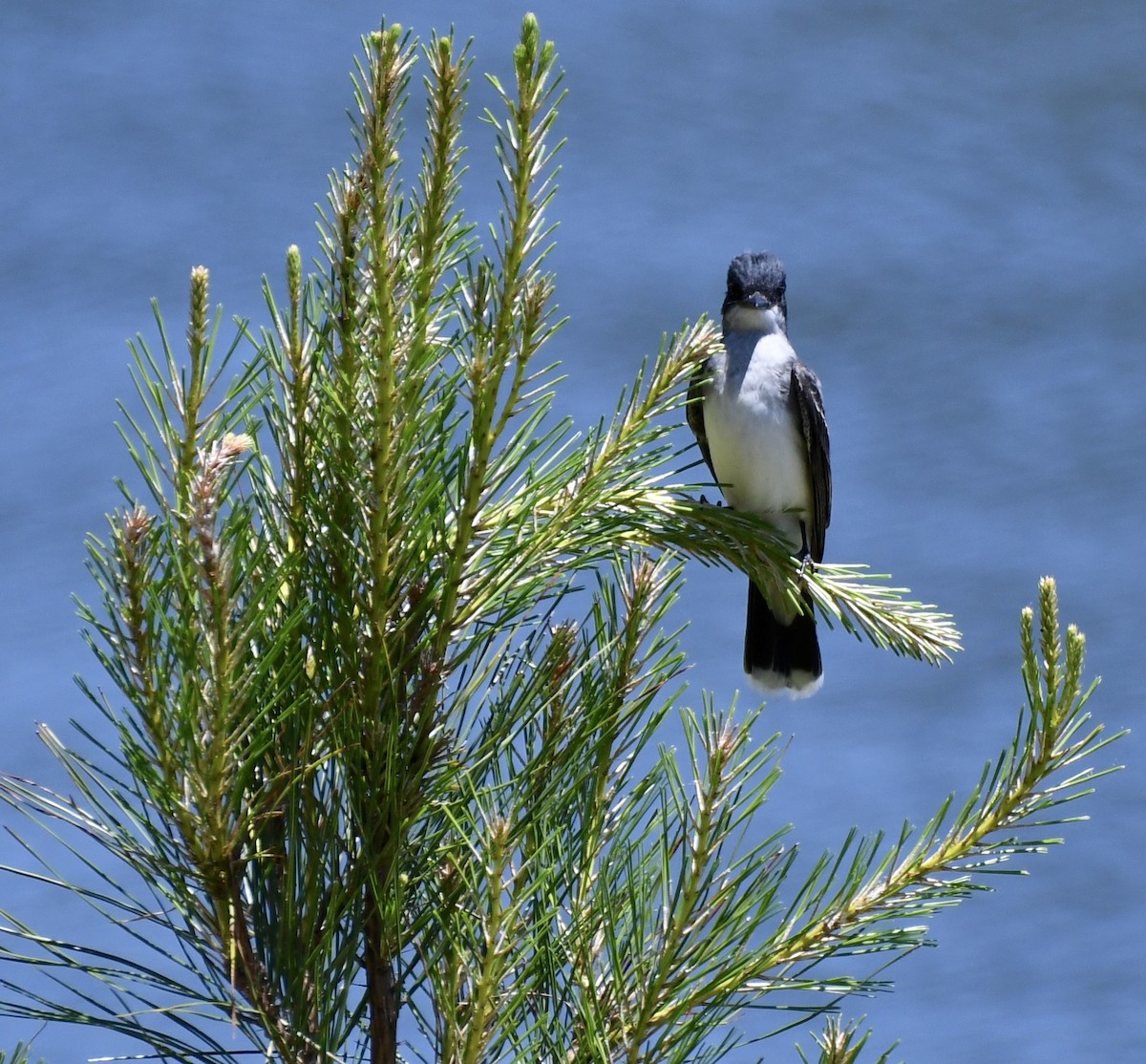 Eastern Kingbird - ML617836662