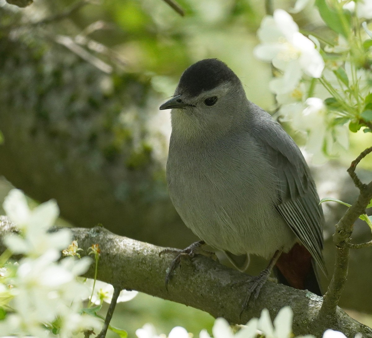 Gray Catbird - Karin Isett