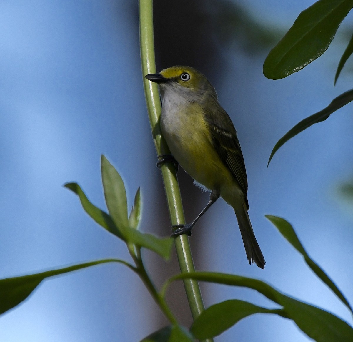 Ak Gözlü Vireo - ML617836693