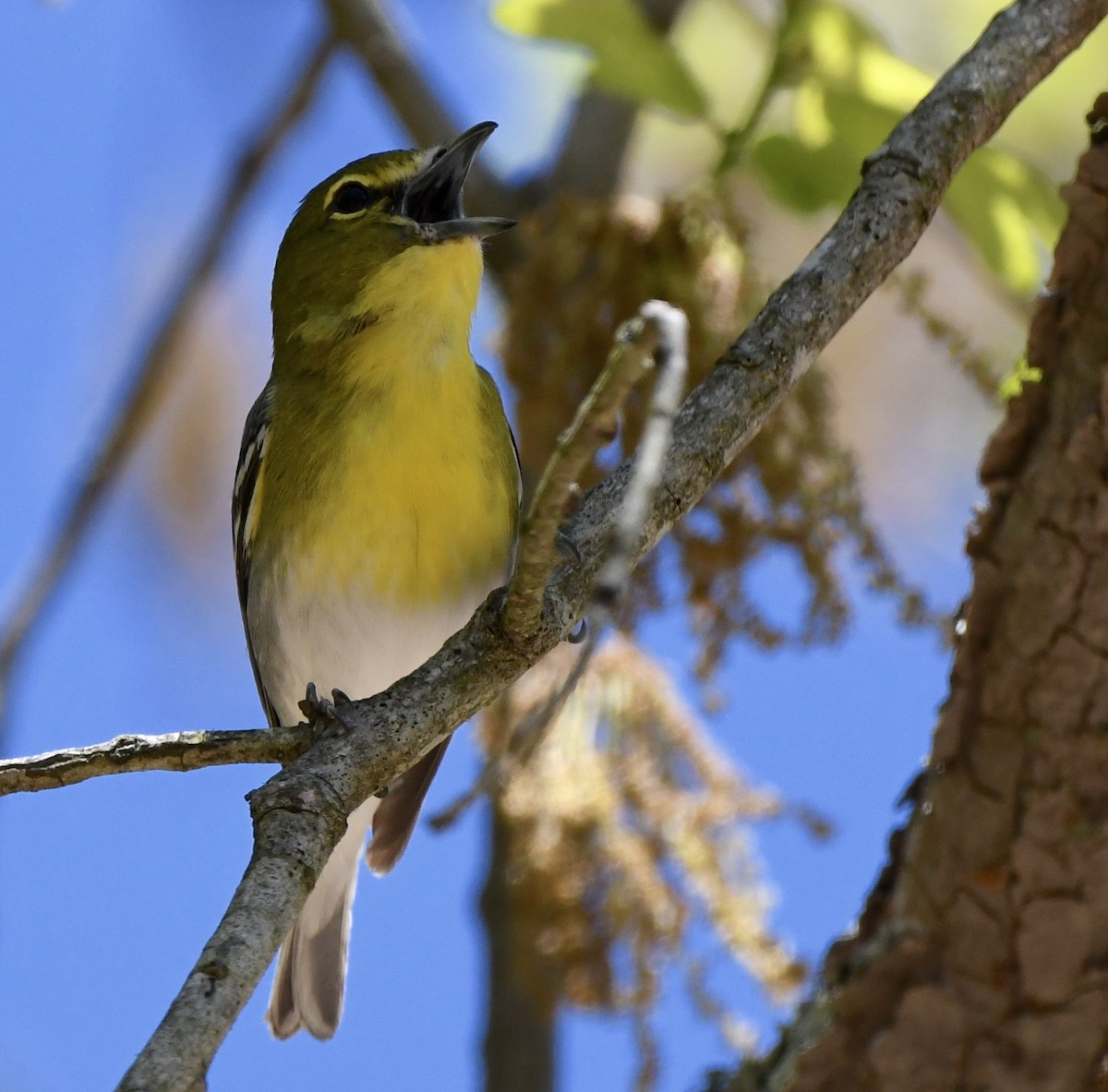 Viréo à gorge jaune - ML617836702