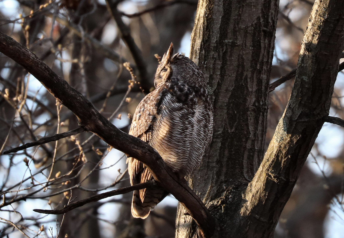 Great Horned Owl - Grace Green