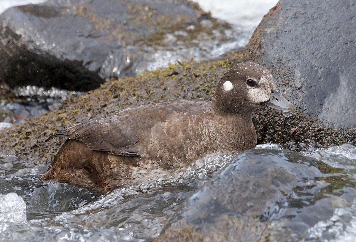 Harlequin Duck - ML617836719