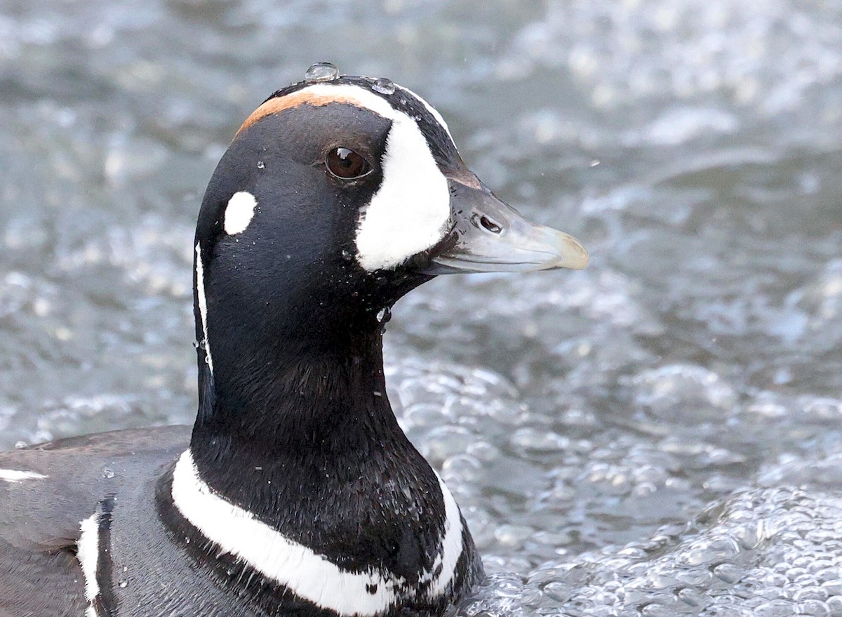 Harlequin Duck - ML617836725