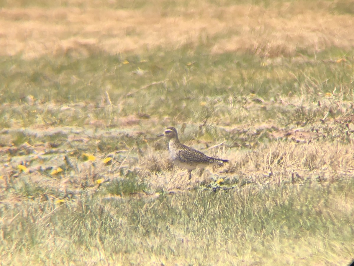 American Golden-Plover - ML617836727