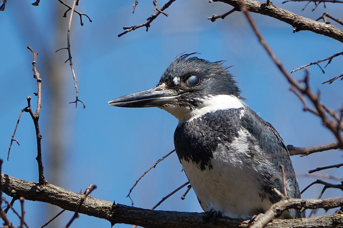 Belted Kingfisher - Elodie Roze