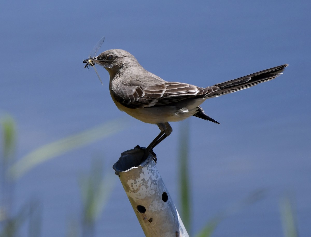 Northern Mockingbird - ML617836761