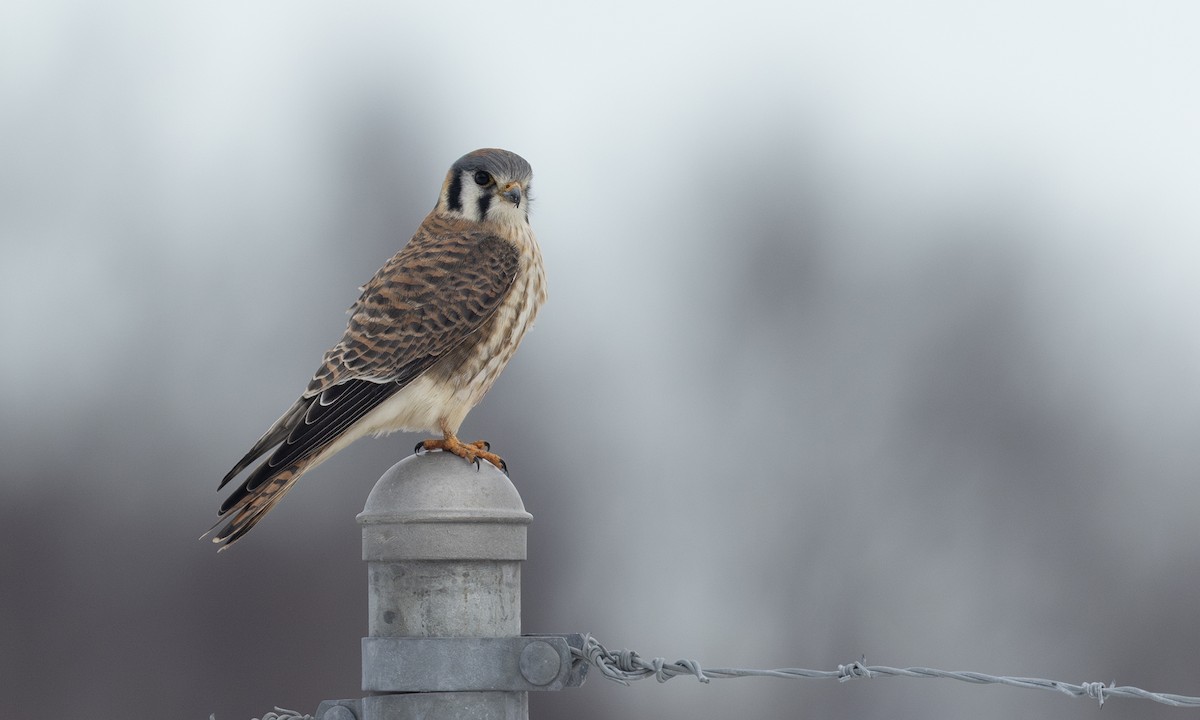 American Kestrel - ML617836765