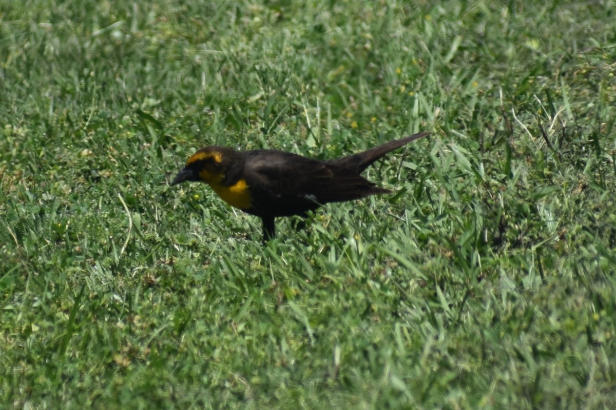 Yellow-headed Blackbird - Douglas Hamm