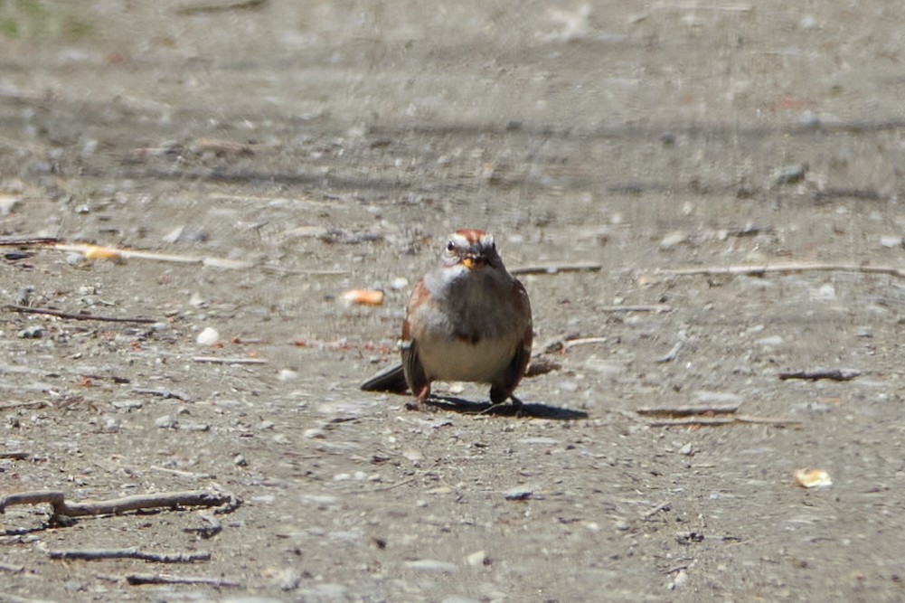 American Tree Sparrow - Elodie Roze