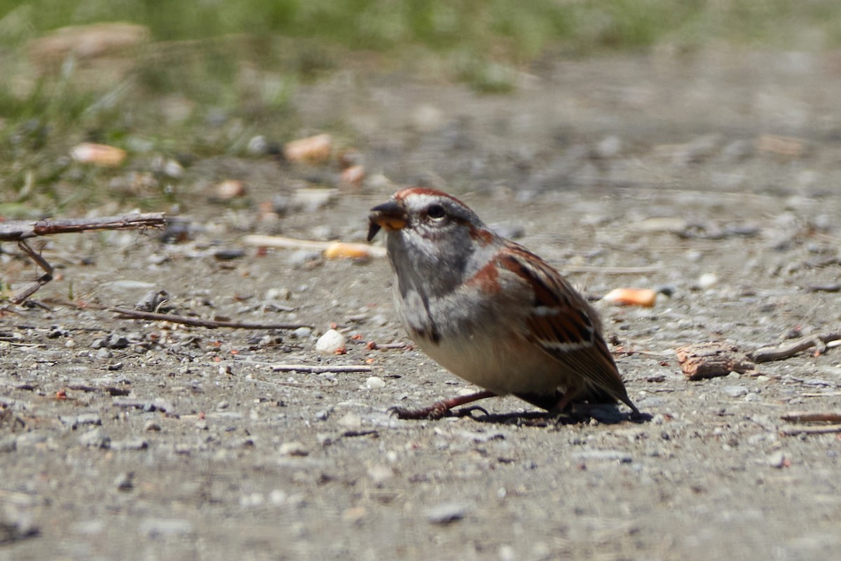 American Tree Sparrow - Elodie Roze