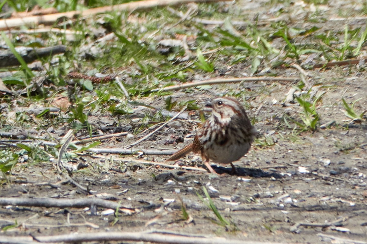 Song Sparrow - Elodie Roze