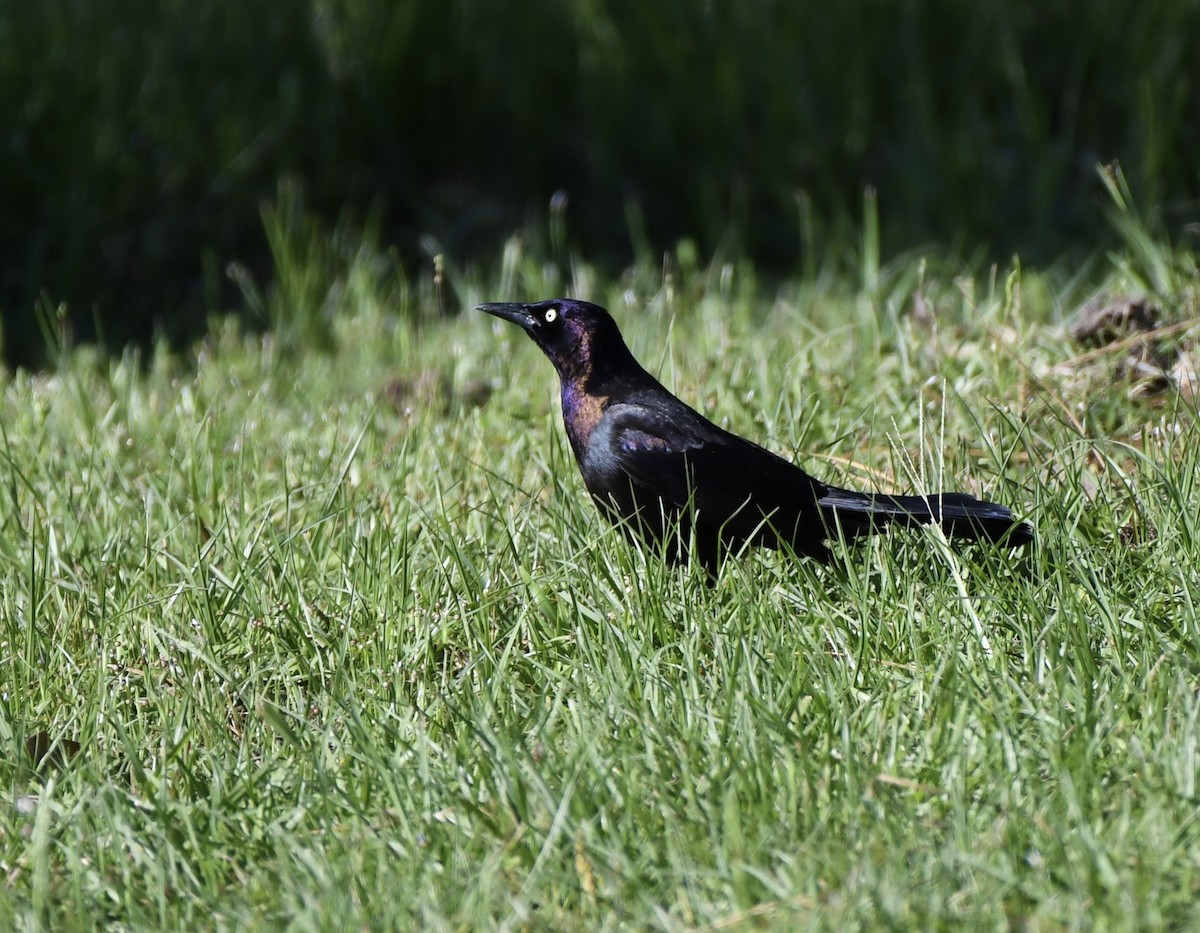 Common Grackle - ML617836788