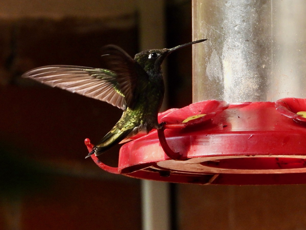 Rivoli's Hummingbird - ML617836789