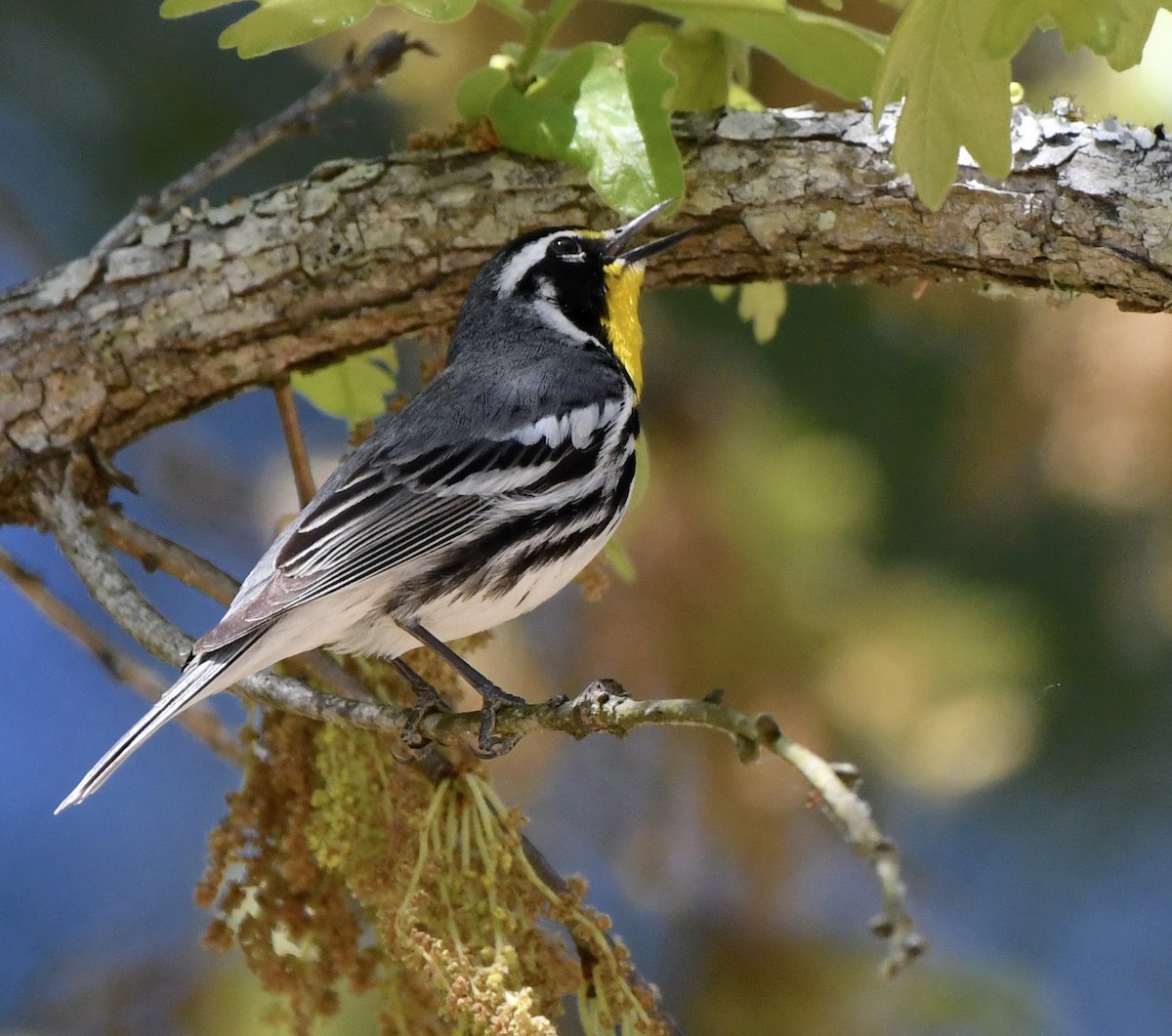 Yellow-throated Warbler - Marie Lehmann