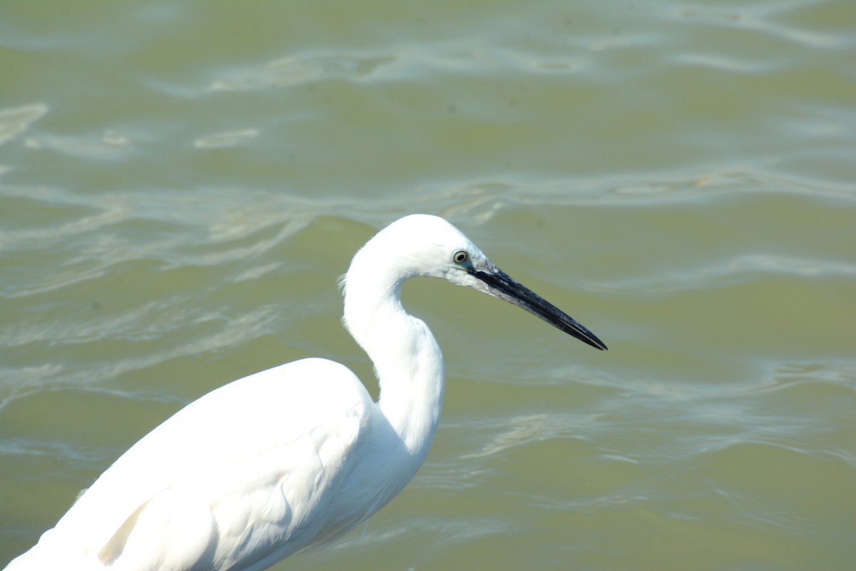 Little Egret - ML617836855