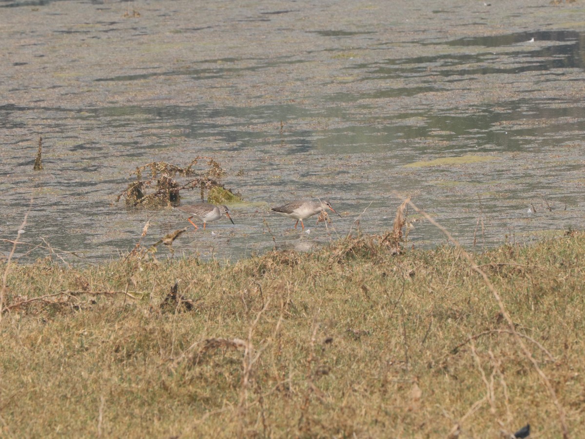Spotted Redshank - ML617836868