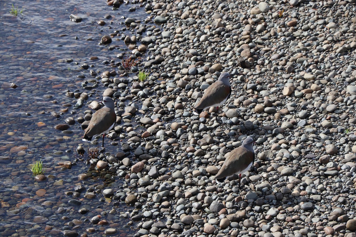 Southern Lapwing - ML617836870