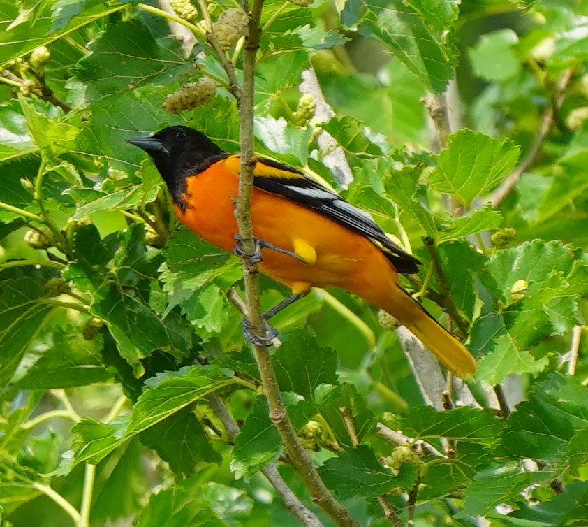 Baltimore Oriole - ML617836889