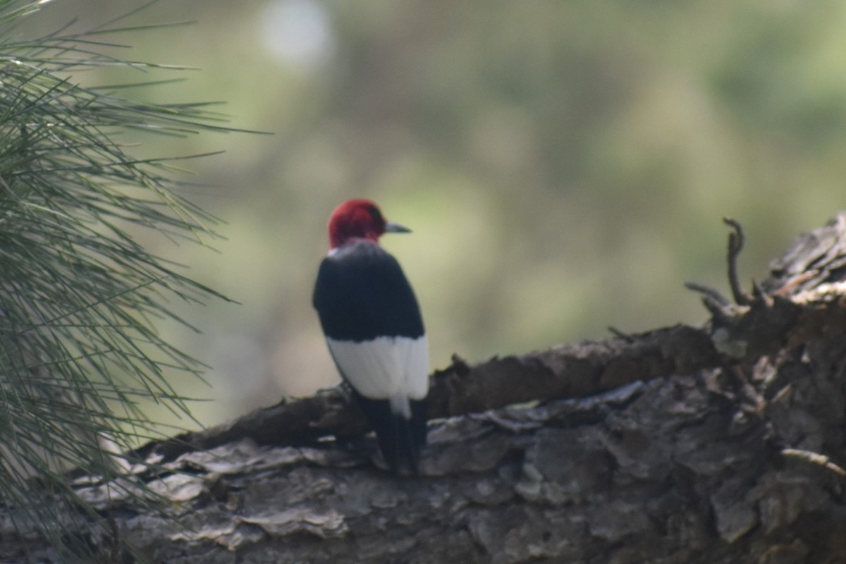 Red-headed Woodpecker - Douglas Hamm