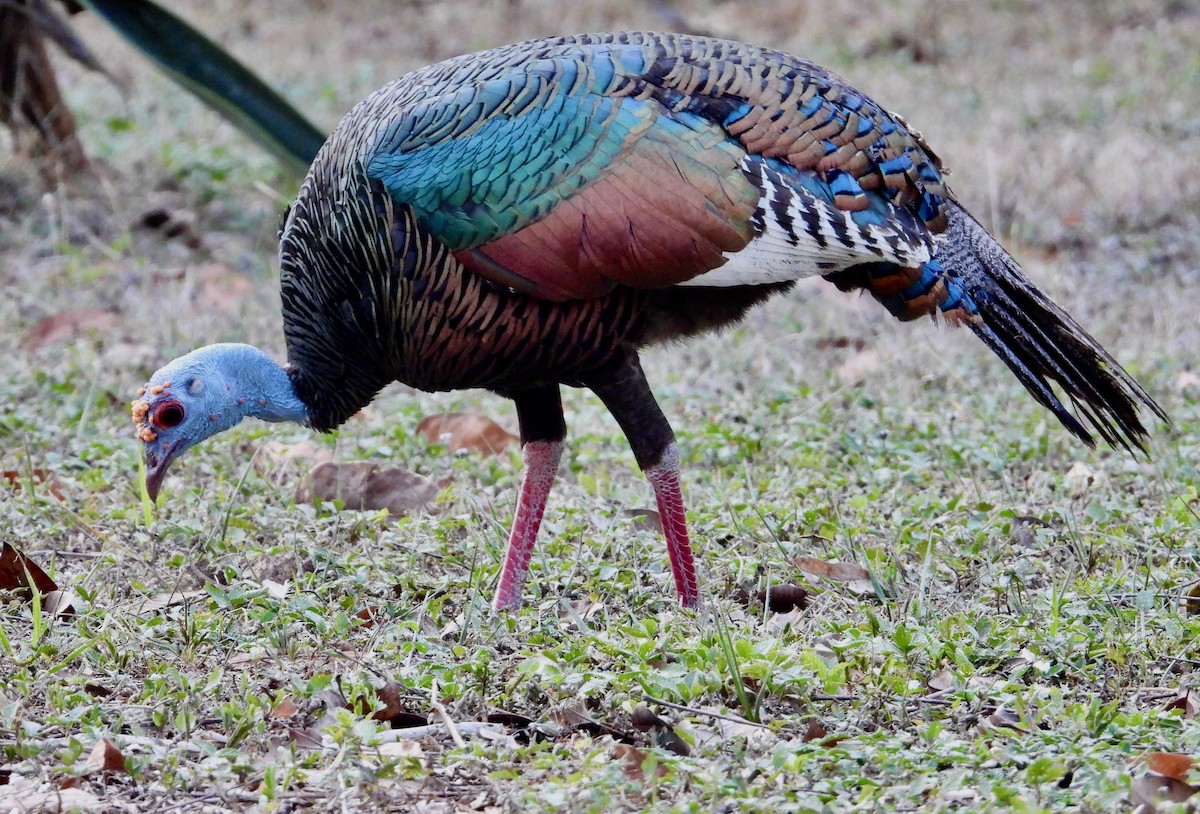 Ocellated Turkey - ML617836956