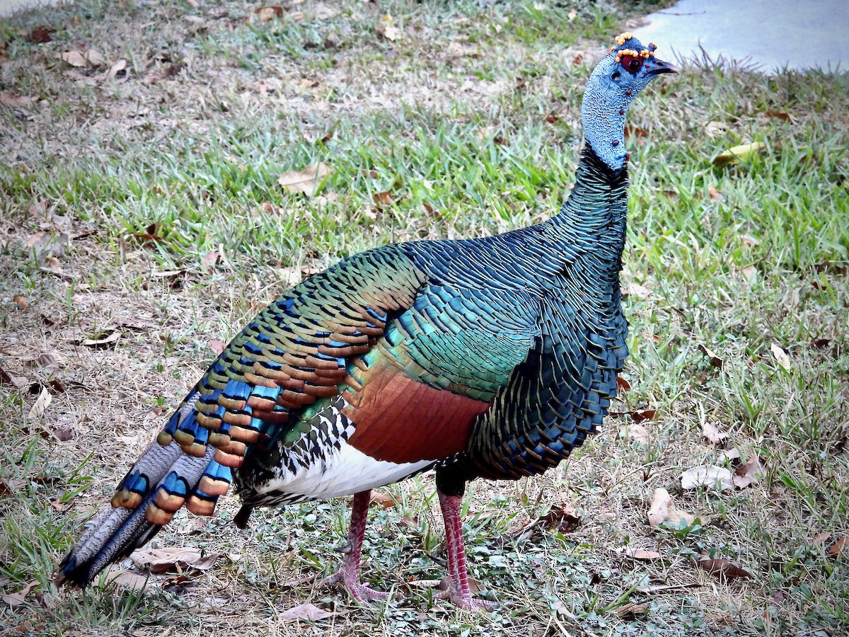 Ocellated Turkey - Kisa Weeman