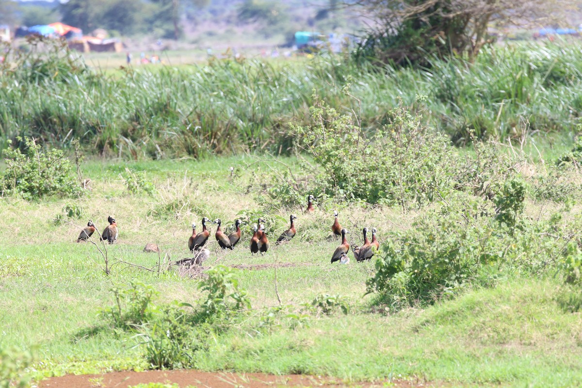 White-faced Whistling-Duck - ML617836965