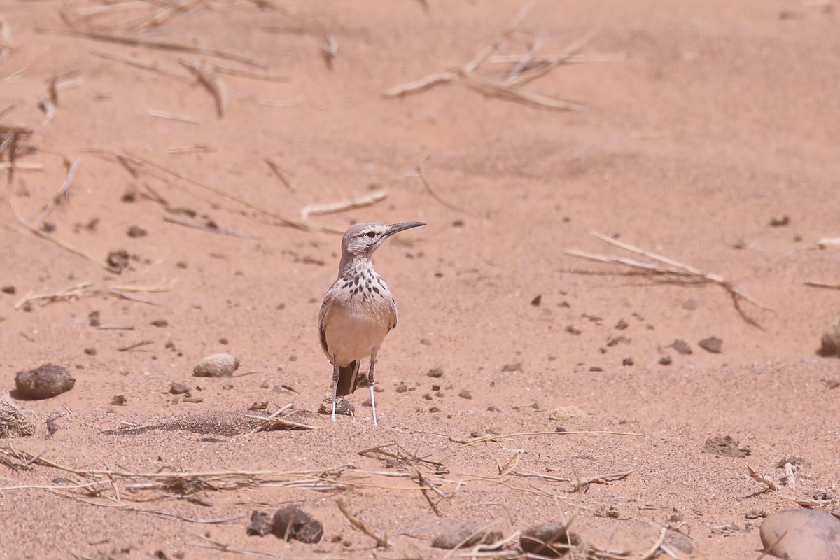 Greater Hoopoe-Lark (Mainland) - ML617836979