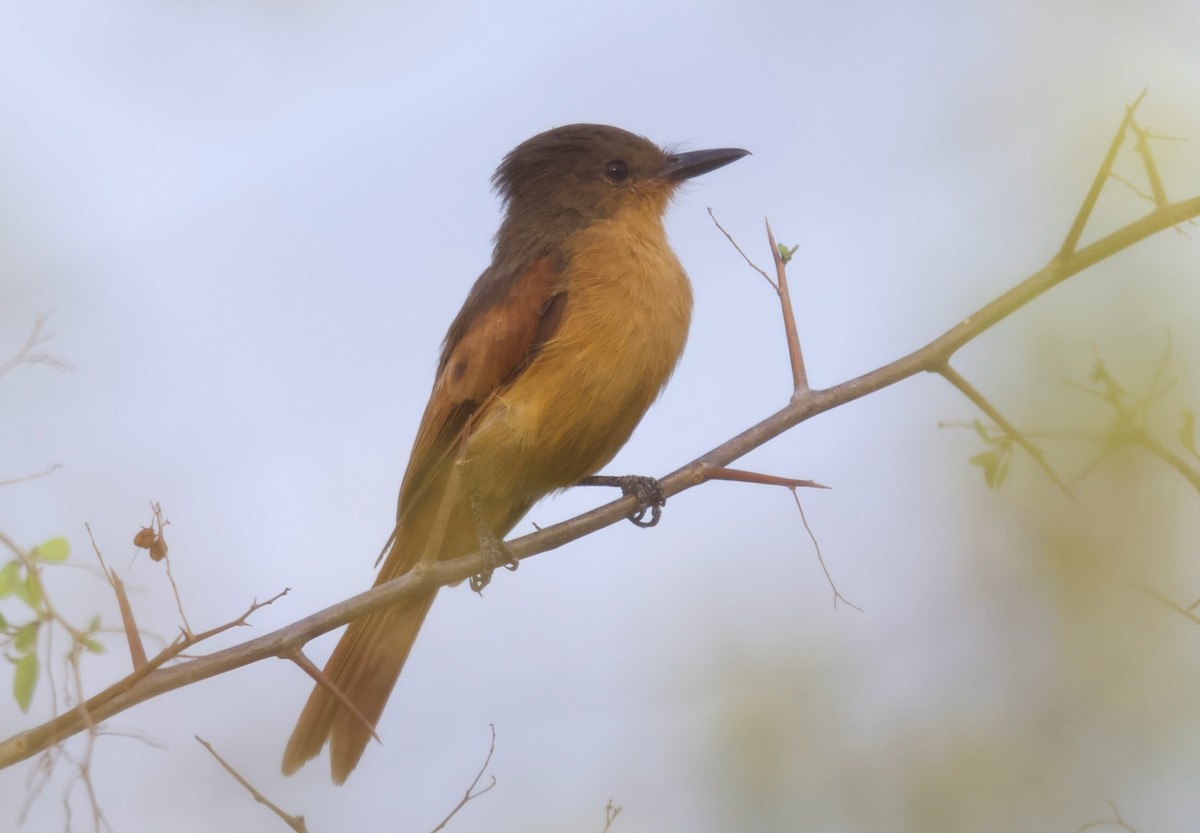 Rufous Flycatcher - ML617836992