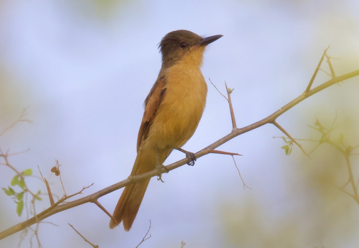 Rufous Flycatcher - ML617836994