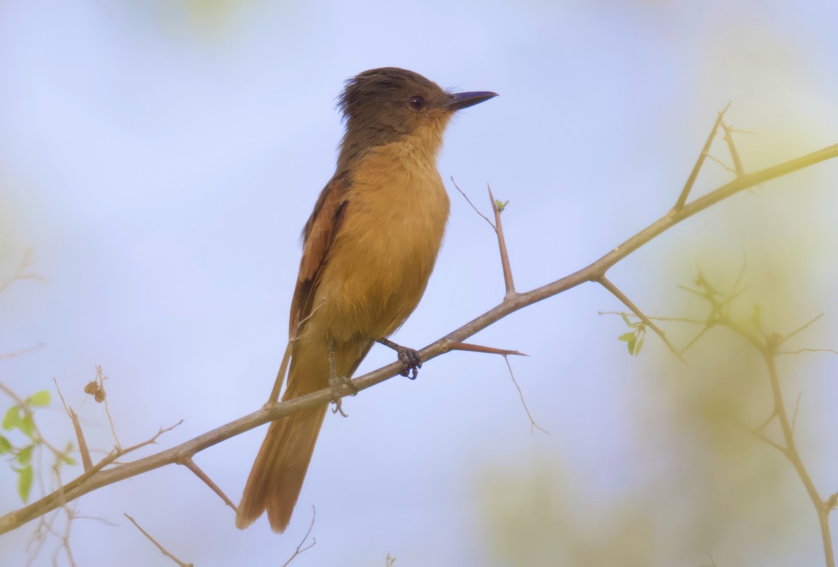 Rufous Flycatcher - ML617836997