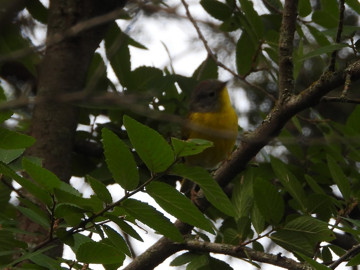 Nashville Warbler - Vidhya Sundar