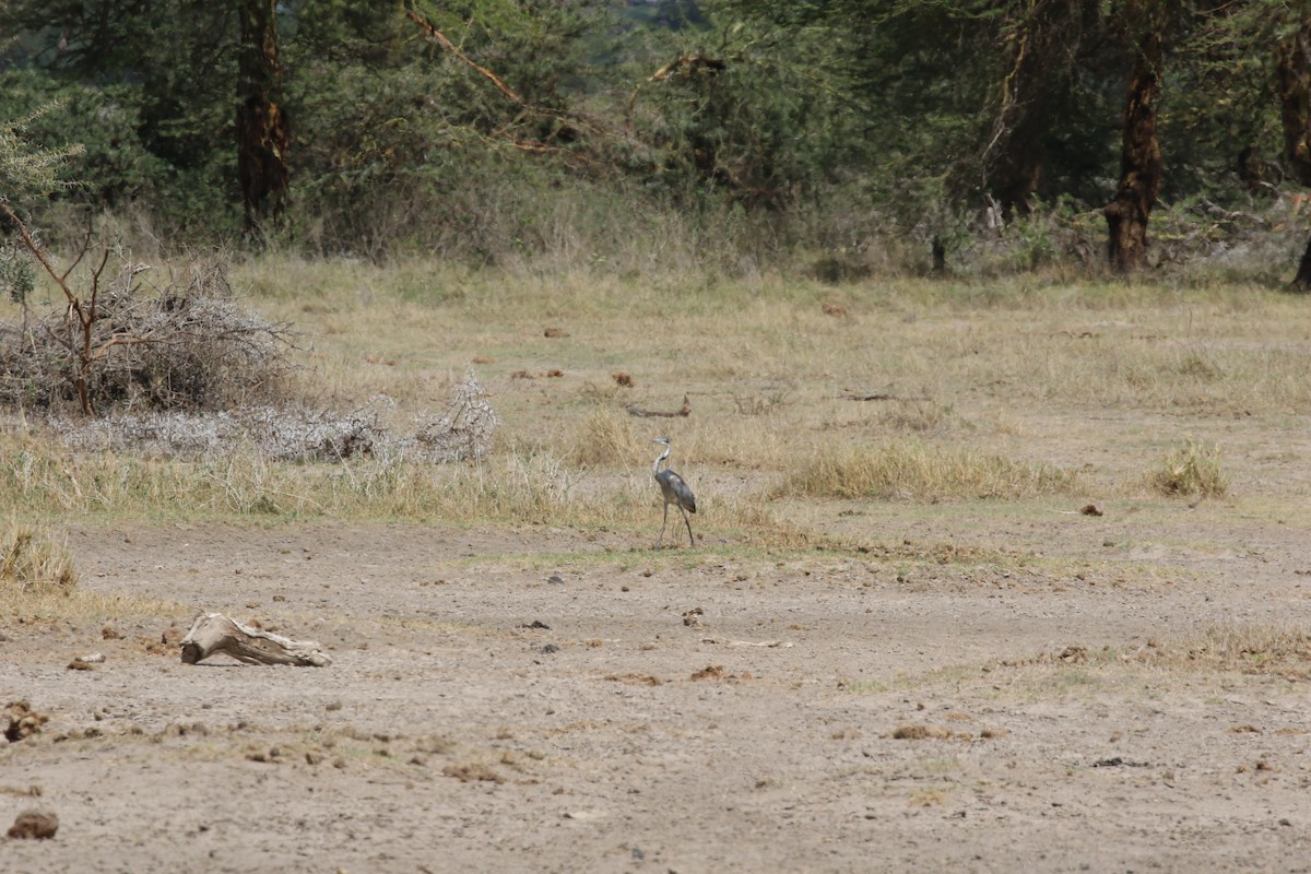 Black-headed Heron - ML617837006