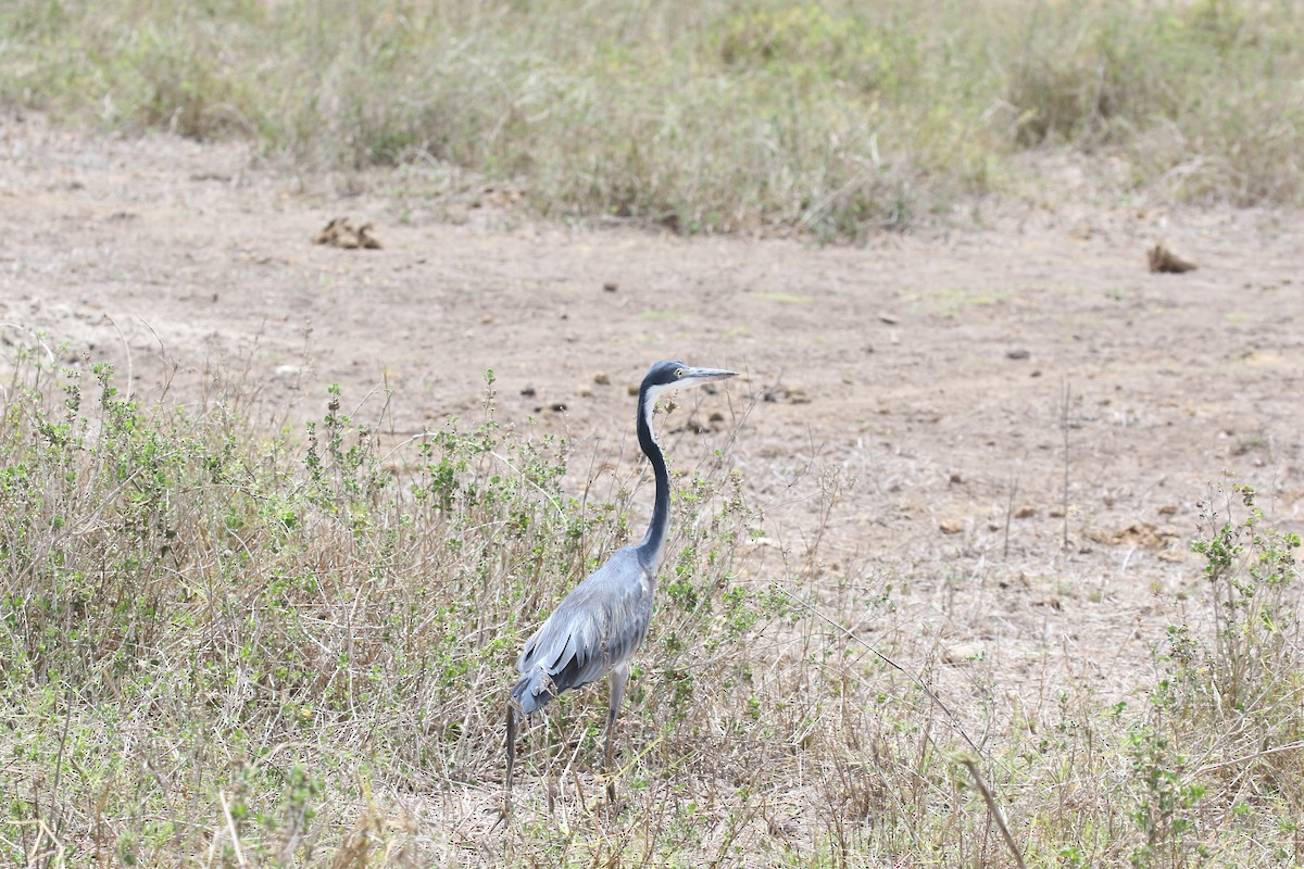 Black-headed Heron - ML617837007