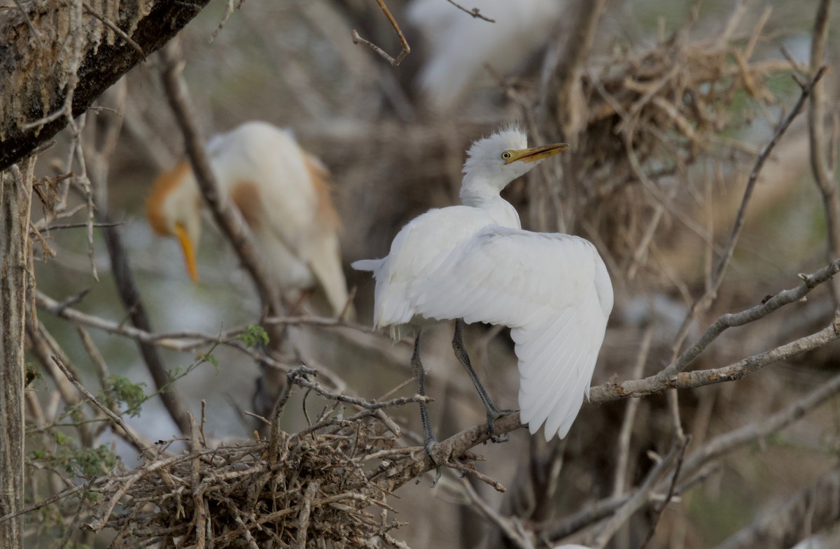 Western Cattle Egret - ML617837013