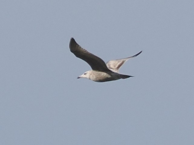 Herring Gull - ML617837014