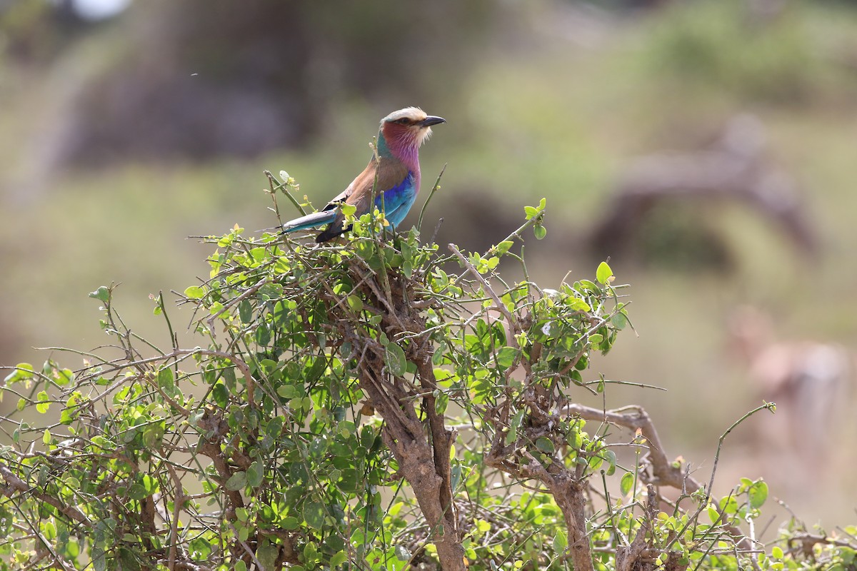 Lilac-breasted Roller - ML617837048