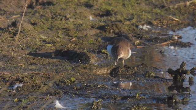 Common Sandpiper - ML617837065