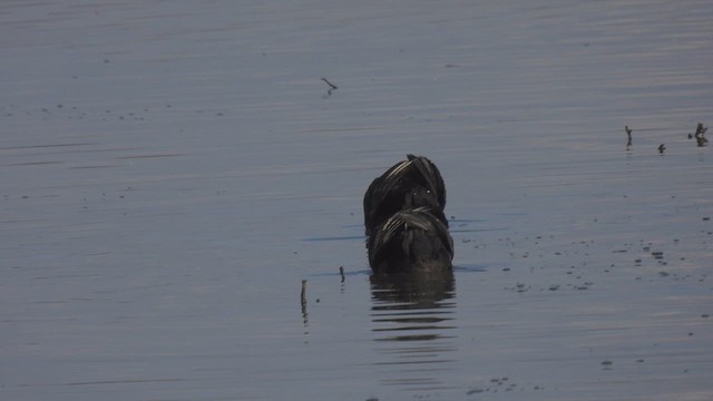 Eurasian Coot - ML617837069