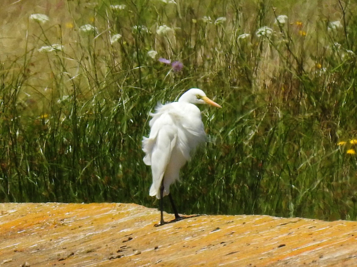 Yellow-billed Egret - ML617837070