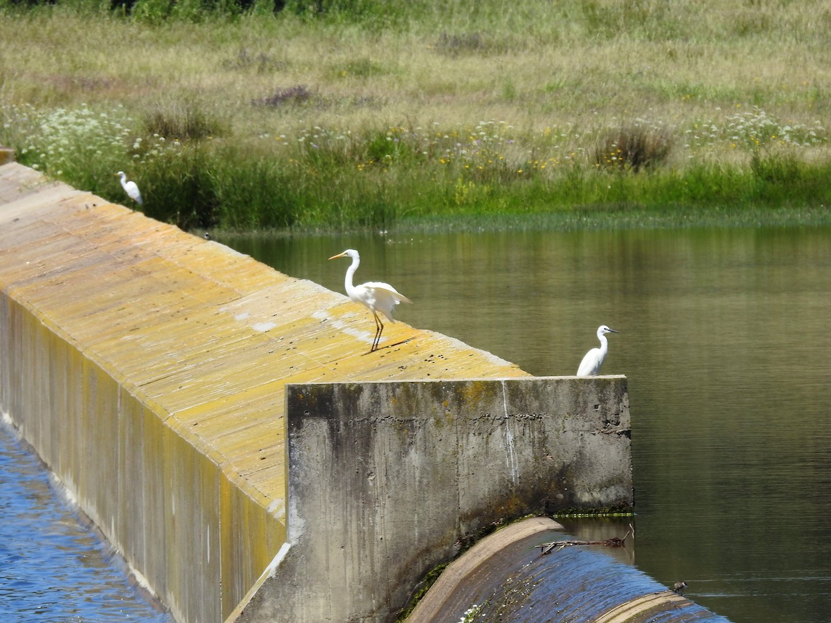 Yellow-billed Egret - ML617837071