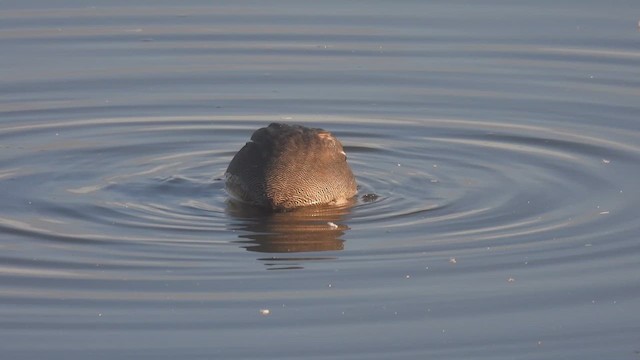 Green-winged Teal - ML617837087