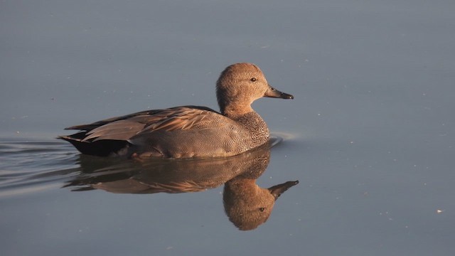 Gadwall - ML617837094